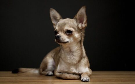 teacup chihuahua for sale in colorado