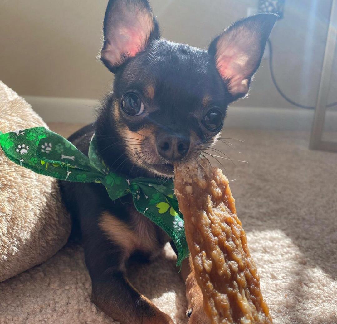 chihuahua for sale near me