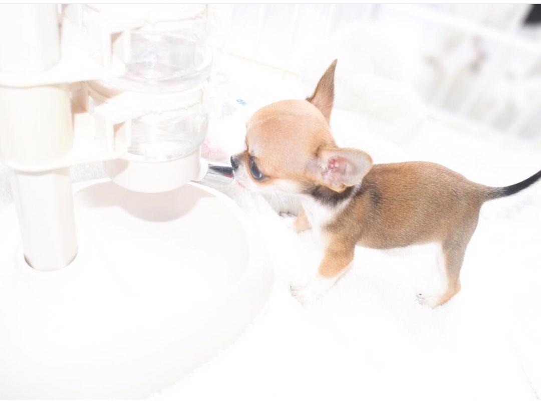 teacup chihuahua for sale under $500